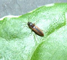 Attēlu rezultāti vaicājumam “Dalopius marginatus”