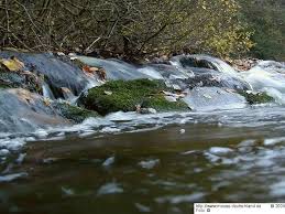Attēlu rezultāti vaicājumam “Jungermannia subulata”
