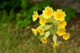 Attēlu rezultāti vaicājumam “Primulaceae”