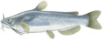 Image result for Ameiurus catus