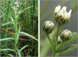 Attēlu rezultāti vaicājumam “Achillea ptarmica leaf”