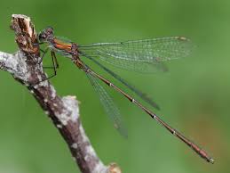 Attēlu rezultāti vaicājumam “Chalcolestes viridis”