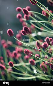 Attēlu rezultāti vaicājumam “Sanguisorba officinalis bud”