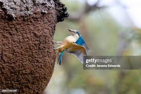 Attēlu rezultāti vaicājumam “Alcedo atthis nest”