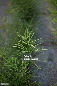 Attēlu rezultāti vaicājumam “Equisetum pratense”