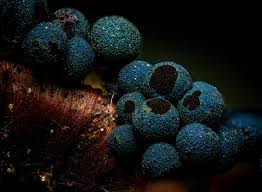 Attēlu rezultāti vaicājumam “Physarum, Nannengaella sp.”