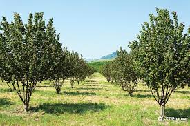 Attēlu rezultāti vaicājumam “Corylus avellana”