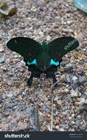 Image result for Papilionoidea
