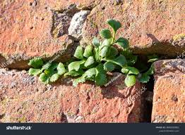 Attēlu rezultāti vaicājumam “Asplenium ruta-muraria”