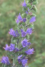 Attēlu rezultāti vaicājumam “Echium vulgare bud”