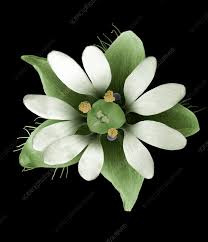 Attēlu rezultāti vaicājumam “Stellaria media flower”