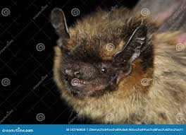 Attēlu rezultāti vaicājumam “Eptesicus nilssonii”