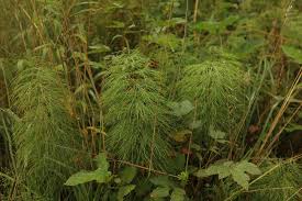 Attēlu rezultāti vaicājumam “Equisetum sylvaticum”