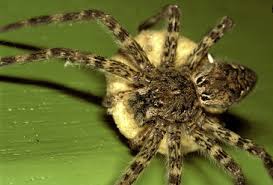 Attēlu rezultāti vaicājumam “Pisauridae”