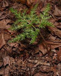 Attēlu rezultāti vaicājumam “Diderma cingulatum sessile”