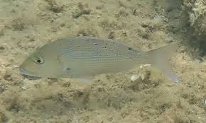 Image result for Dentex dentex