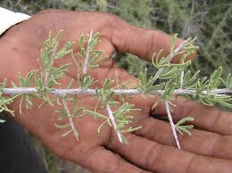 Attēlu rezultāti vaicājumam “Lycogala roseosporum sessile”