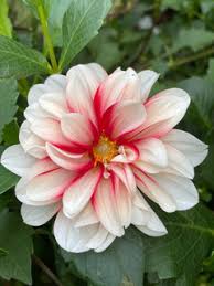 Image result for Dahlia x pinnata `Redskin`
