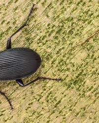 Attēlu rezultāti vaicājumam “Pterostichus niger”