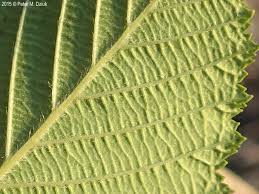 Attēlu rezultāti vaicājumam “Alnus incana leaf”