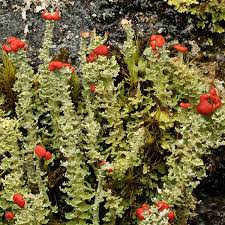 Attēlu rezultāti vaicājumam “Cladonia”