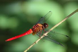 Attēlu rezultāti vaicājumam “Diderma testaceum”