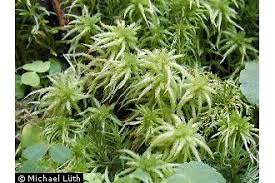 Attēlu rezultāti vaicājumam “Sphagnum centrale”