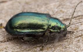 Attēlu rezultāti vaicājumam “Altica sp.”