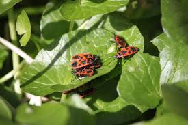 Attēlu rezultāti vaicājumam “Pyrrhocoris apterus”