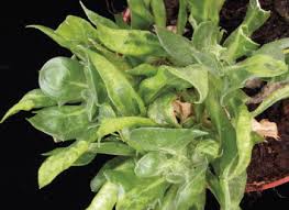 Attēlu rezultāti vaicājumam “Diachea dictyospora (syn. Craterium dictyosporum) young”