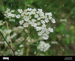 Attēlu rezultāti vaicājumam “Peucedanum oreoselinum flower”