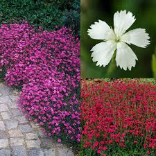 Attēlu rezultāti vaicājumam “Dianthus deltoides bud”