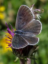 Attēlu rezultāti vaicājumam “Phengaris arion underside”