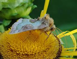 Attēlu rezultāti vaicājumam “Diachrysia tutti”