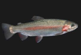 Image result for Oncorhynchus mykiss