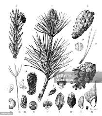 Attēlu rezultāti vaicājumam “Pinus sylvestris leaf”