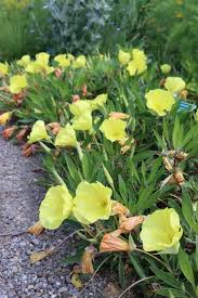 Image result for Nachtkerze