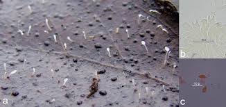 Attēlu rezultāti vaicājumam “Typhula setipes”