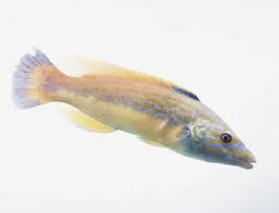 Image result for Labrus mixtus