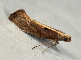 Attēlu rezultāti vaicājumam “Glyphipterigidae”