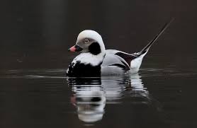 Attēlu rezultāti vaicājumam “Clangula hyemalis”