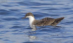 Image result for Puffinus gravis