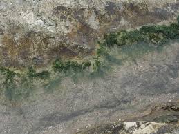 Attēlu rezultāti vaicājumam “Enteridium olivaceum macro”