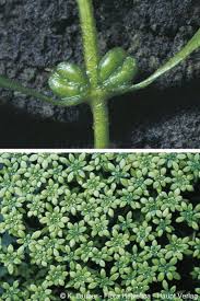 Attēlu rezultāti vaicājumam “Callitriche cophocarpa”