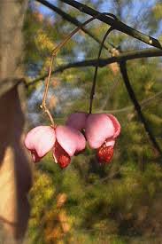 Attēlu rezultāti vaicājumam “Euonymus europaeus bud”