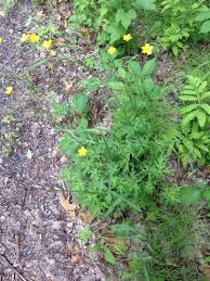Attēlu rezultāti vaicājumam “Ranunculus acris leaf”