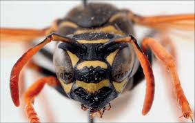 Attēlu rezultāti vaicājumam “Polistes nimpha”