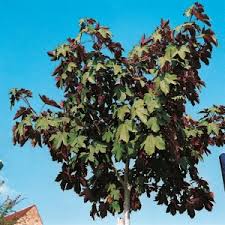 Attēlu rezultāti vaicājumam “Acer pseudoplatanus fo. purpurascens”