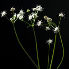 Attēlu rezultāti vaicājumam “Sanicula europaea leaf”