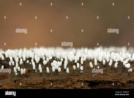 Attēlu rezultāti vaicājumam “Comatricha alta”